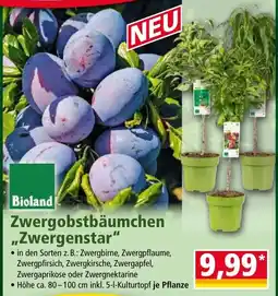 Norma Bioland Zwergobstbäumchen "Zwergenstar" Angebot