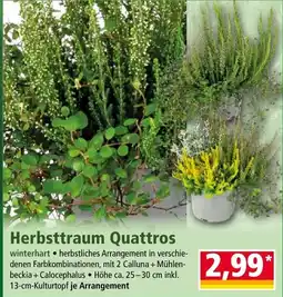 Norma Herbsttraum Quattros Angebot
