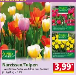Norma Finest Garden Narzissen/Tulpen Angebot