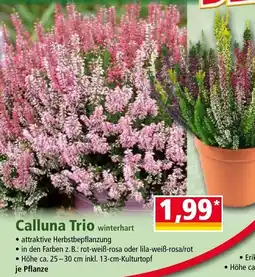 Norma Calluna Trio Angebot
