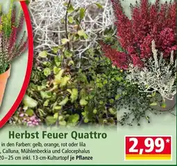 Norma Herbst Feuer Quattro Angebot