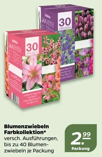 NETTO Blumenzwiebeln Farbkollektion Angebot