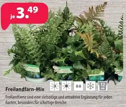 Kiebitzmarkt Freilandfarn-Mix Angebot