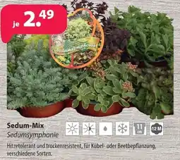 Kiebitzmarkt Sedum-Mix Angebot