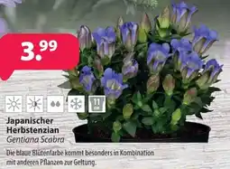 Kiebitzmarkt Japanischer Herbstenzian Angebot