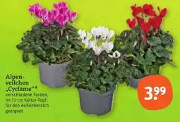 tegut Alpen-veilchen "Cyclame" 8 Angebot