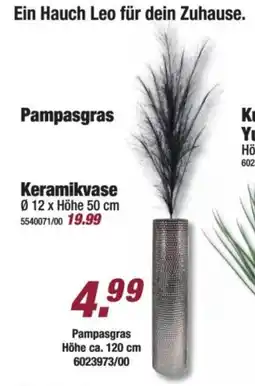 Poco Pampasgras Angebot