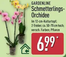 Aldi Nord GARDENLINE Schmetterlings-Orchidee Angebot