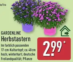 Aldi Nord GARDENLINE Herbstastern Angebot