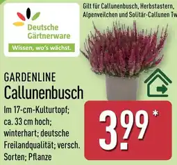Aldi Nord GARDENLINE Callunenbusch Angebot