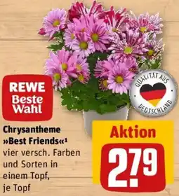 REWE Chrysantheme Best Friends Angebot