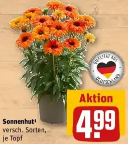 REWE Sonnenhut Angebot