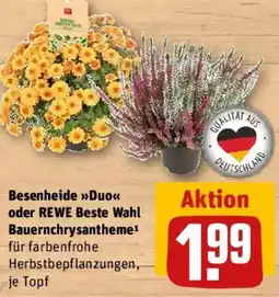 REWE Besenheide Duo oder REWE Beste Wahl Bauernchrysantheme Angebot