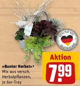 REWE Bunter Herbst Angebot