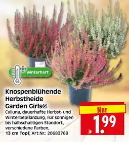 Herkules Baumarkt Knospenblühende Herbstheide Garden Girls® Angebot