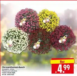 Herkules Baumarkt Chrysanthemen-Busch Angebot