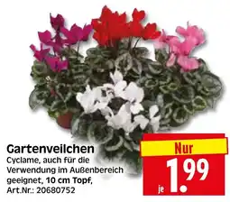 Herkules Baumarkt Gartenveilchen Angebot