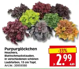 Herkules Baumarkt Purpurglöckchen Heuchera Angebot