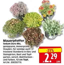 Herkules Baumarkt Mauerpffeffer Sedum Dura Mix Angebot