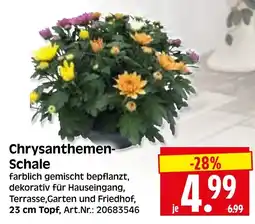 Herkules Baumarkt Chrysanthemen-Schale Angebot