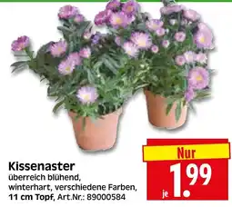 Herkules Baumarkt Kissenaster Angebot