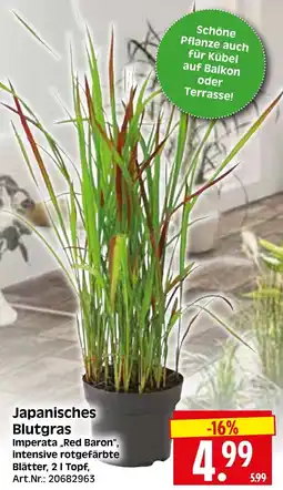Herkules Baumarkt Japanisches Blutgras Imperata „Red Baron“ Angebot
