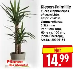 Herkules Baumarkt Riesen-Palmlilie Yucca elephantipes Angebot