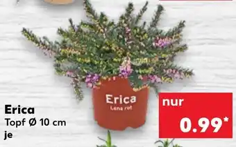 Kaufland Erica Angebot