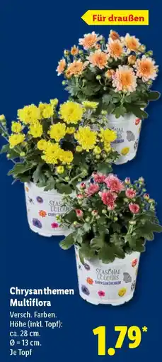Lidl Chrysanthemen Multiflora Angebot