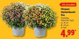 Lidl Chrysan-themenbusch-Trio Angebot