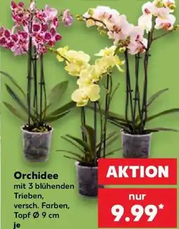 Kaufland Orchidee Angebot