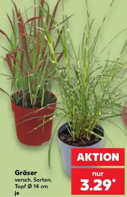 Kaufland Gräser Angebot
