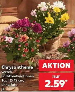 Kaufland Chrysantheme Angebot