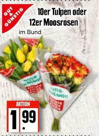 Edeka Frischemarkt Gut & Günstig 10er Tulpen Oder 12er Moosrosen Angebot