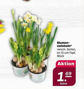 NETTO Blumen Zwiebeln Angebot