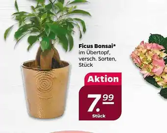 NETTO Ficus Bonsai Angebot