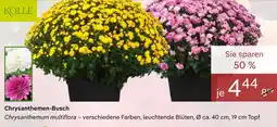 Pflanzen Kölle KÖLLE Chrysanthemen-Busch Angebot