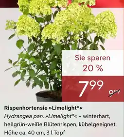 Pflanzen Kölle Rispenhortensie Limelight Angebot