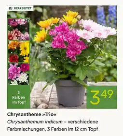 Pflanzen Kölle Chrysantheme Trio Angebot