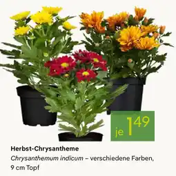 Pflanzen Kölle Herbst-Chrysantheme Angebot