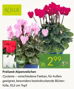 Pflanzen Kölle KÖLLE Freiland-Alpenveilchen Angebot