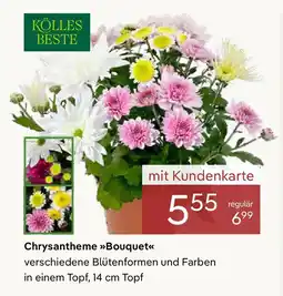 Pflanzen Kölle Chrysantheme Bouquet Angebot