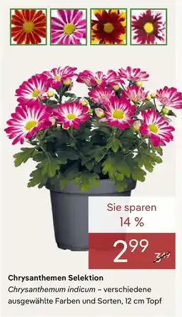 Pflanzen Kölle Chrysanthemen Selektion Angebot
