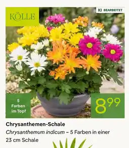 Pflanzen Kölle Chrysanthemen-Schale Angebot