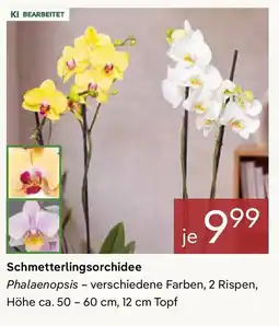 Pflanzen Kölle Schmetterlingsorchidee Angebot