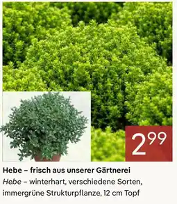 Pflanzen Kölle Hebe frisch aus unserer Gärtnerei Angebot