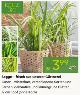 Pflanzen Kölle Segge - frisch aus unserer Gärtnerei Angebot