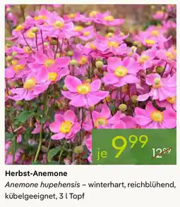 Pflanzen Kölle Herbst-Anemone Angebot