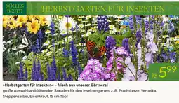 Pflanzen Kölle Herbstgarten für Insekten - frisch aus unserer Gärtnerei Angebot