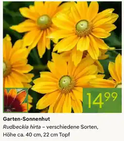 Pflanzen Kölle Garten-Sonnenhut Angebot